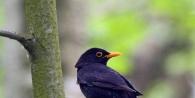 Oiseaux chantant Sons d'oiseaux de la nature dans la forêt écouter en ligne