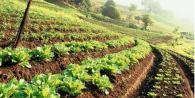 Помощь начинающим фермерам: гранты и субсидии